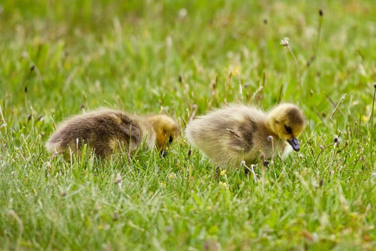 ducklings in grass