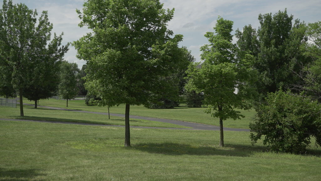 Trees in a grassy park with a path in the background