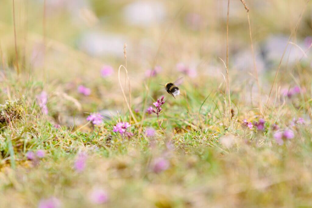 A bumblebee casually drifts through a lawn dotted with purple flowers.
