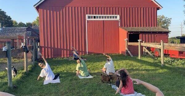 Photo of people doing goat yoga on a farm